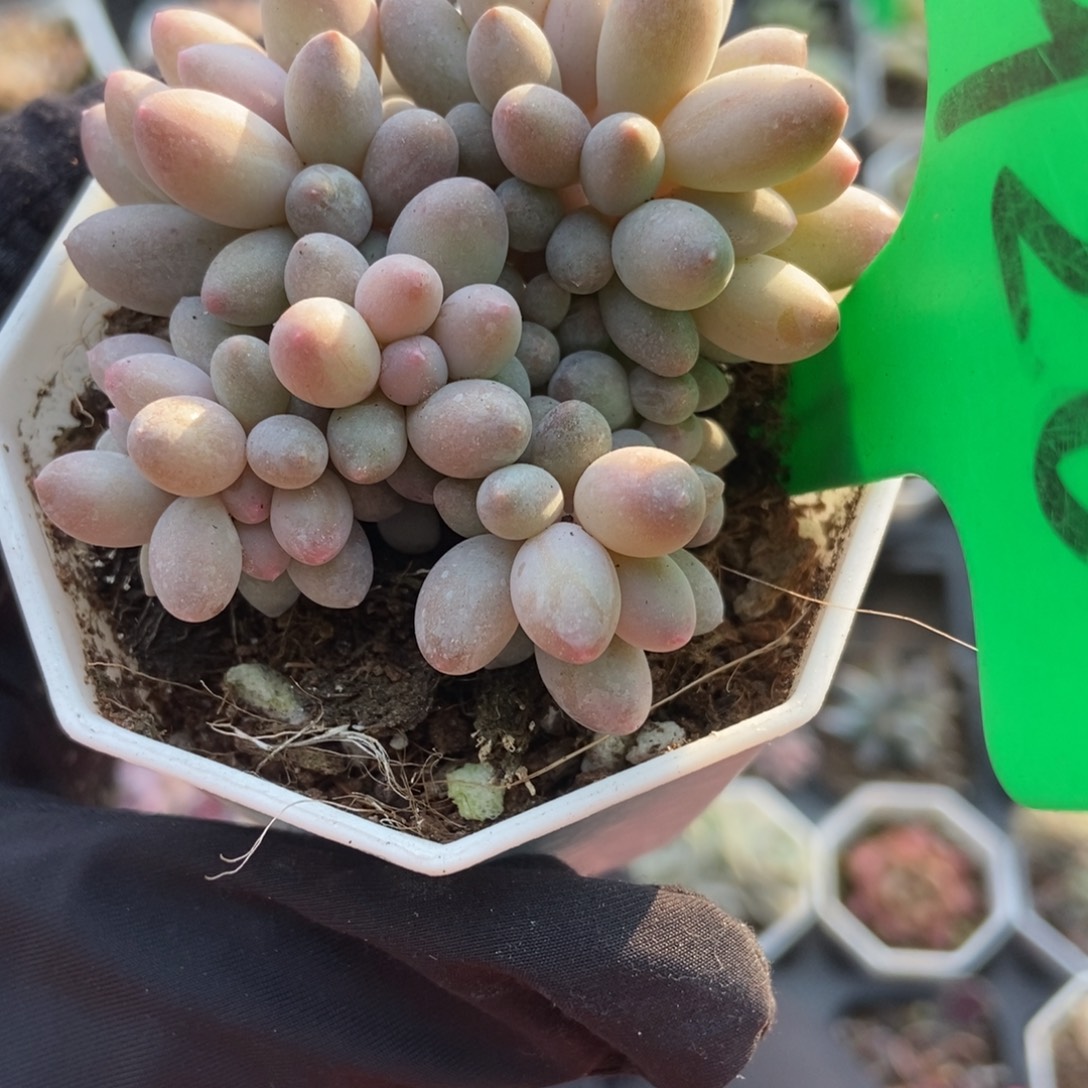 920婴儿手指多肉植物