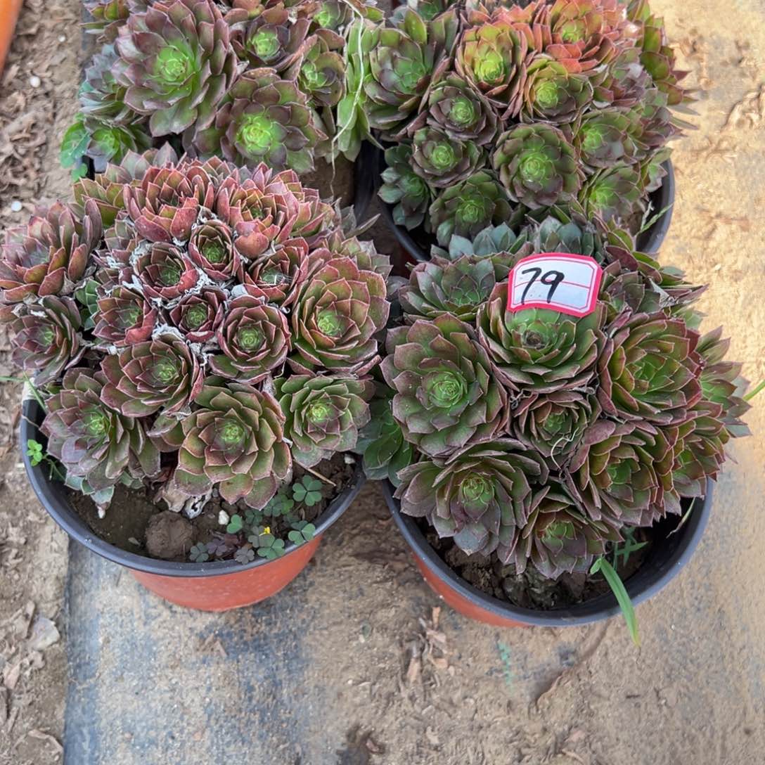 79红魔多肉植物法师