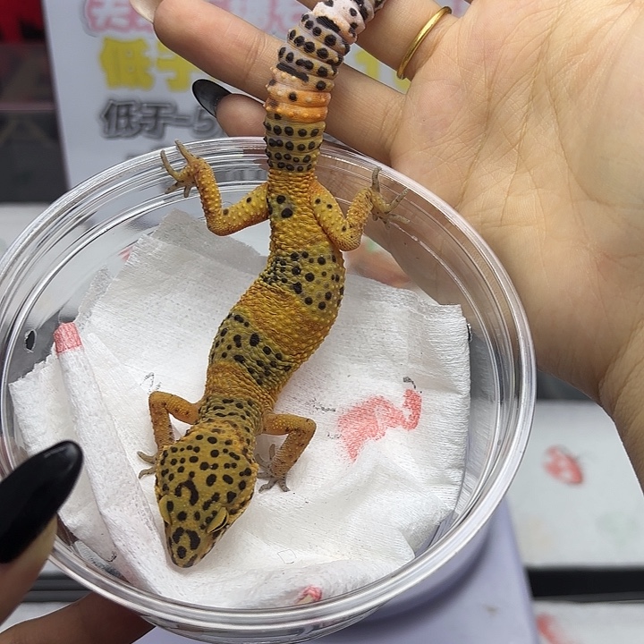 豹纹守宫翡翠 妹妹 V191