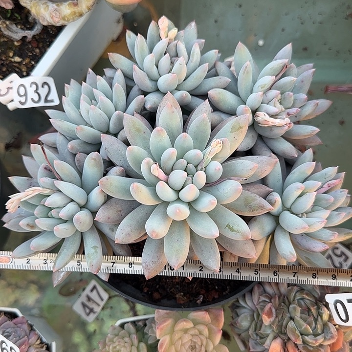 所罗门061 多肉植物一物一拍