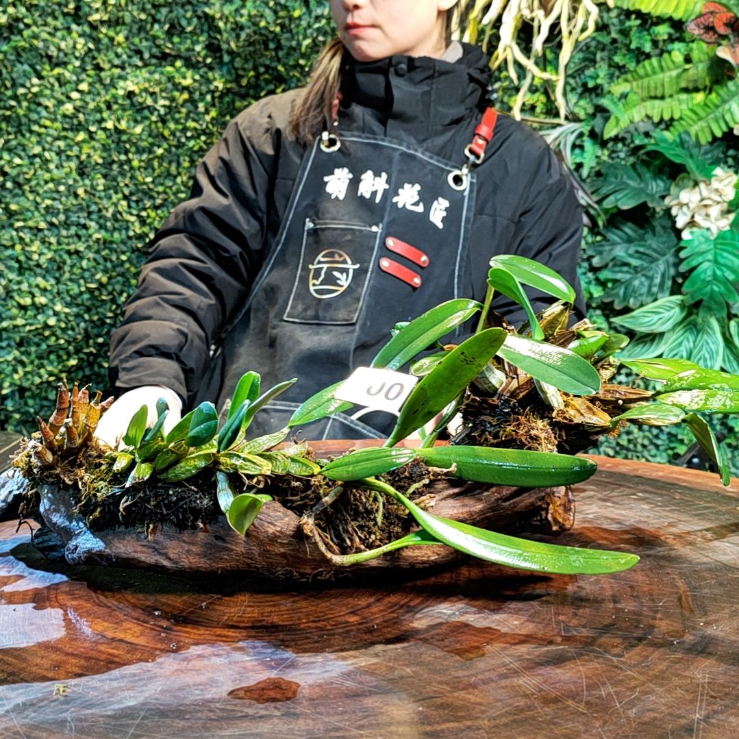 【闪购商品】200泰聚大龟背赤唇花卉