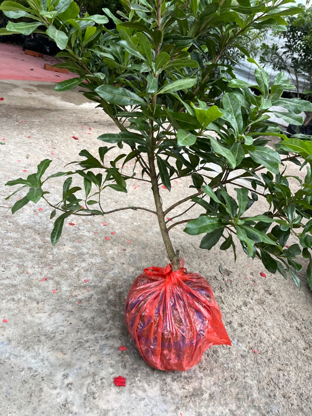 仙居东魁盆景庭院种植