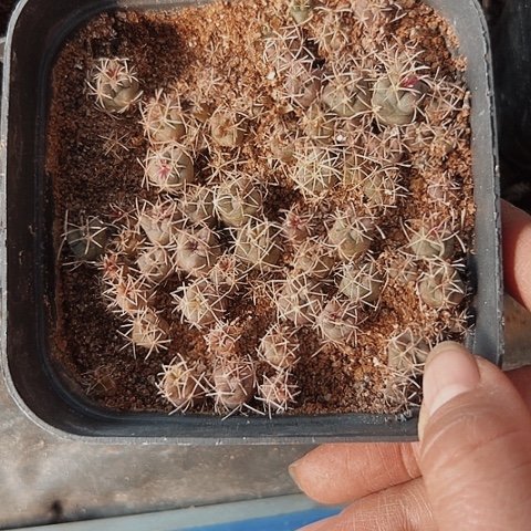 2980处理仙人球小苗