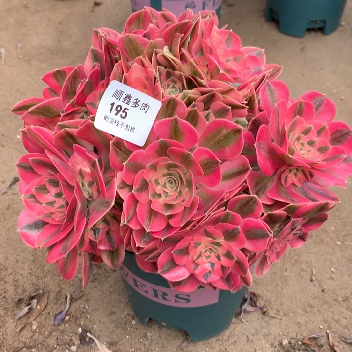 195粉女巫多肉植物