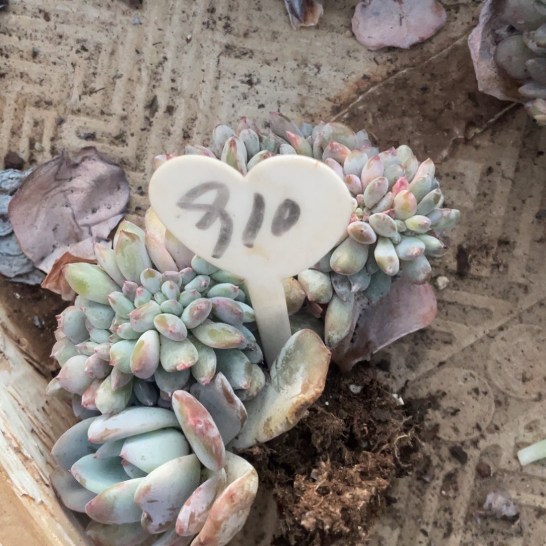910号星影缀化瑕疵不退不换
