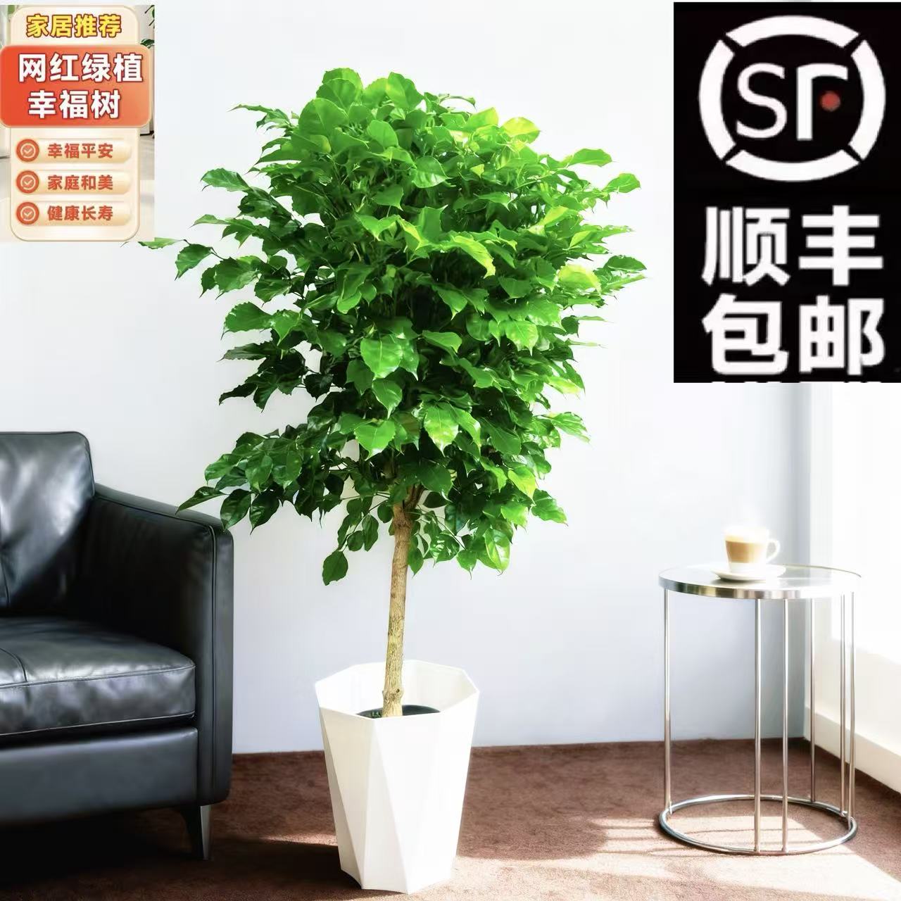 【京东顺丰包邮】1.1-1.3米单杆幸福树吸甲醛净化空气常青常绿