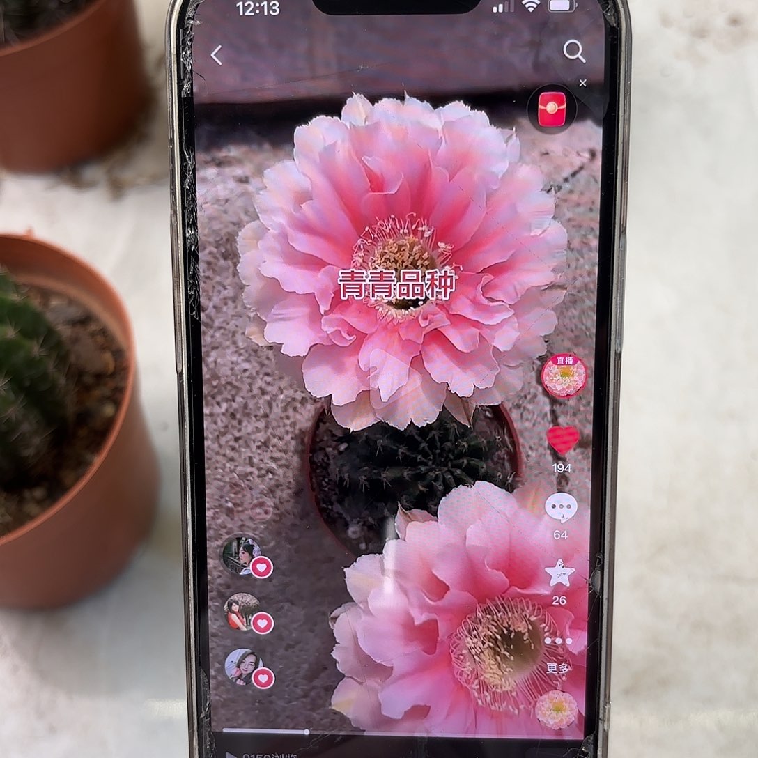 彩草青青珊瑚5.5-6公分带崽