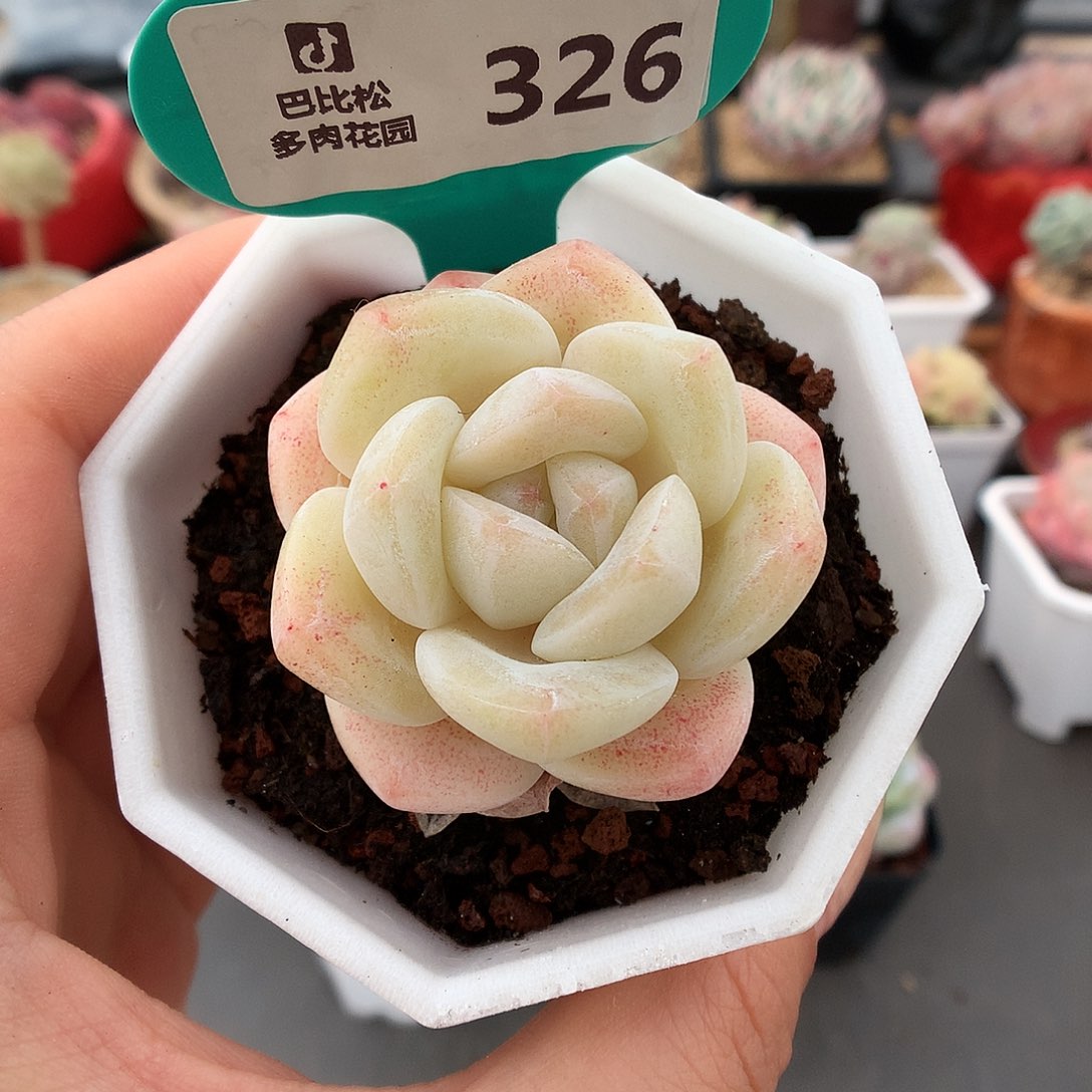 326黄体冰玉多肉植物