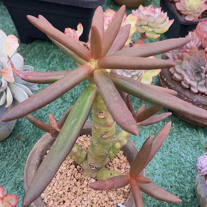 椰子树25102多肉植物