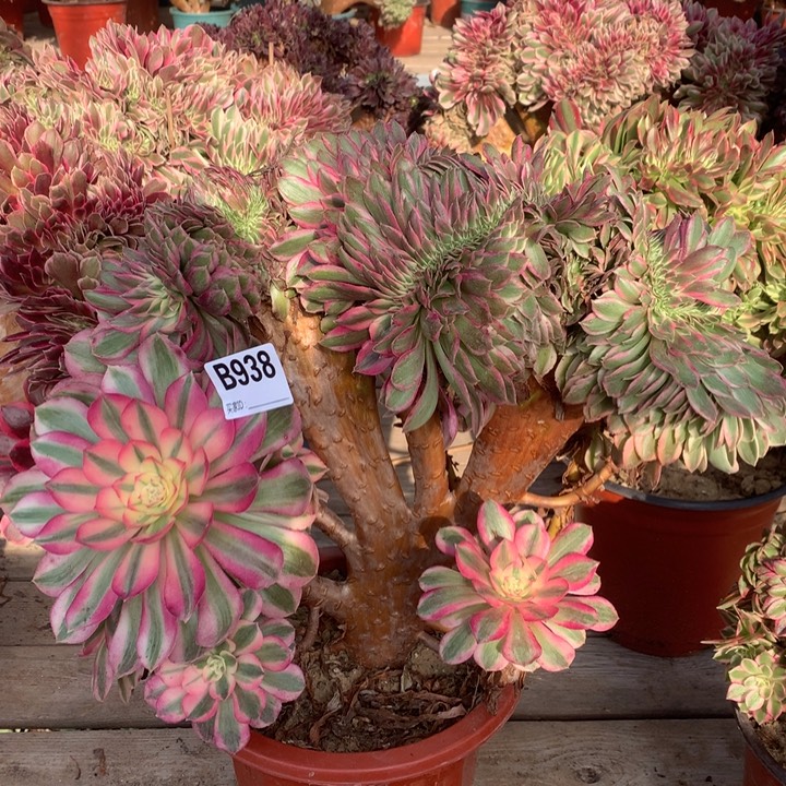 938倾城缀多肉法师