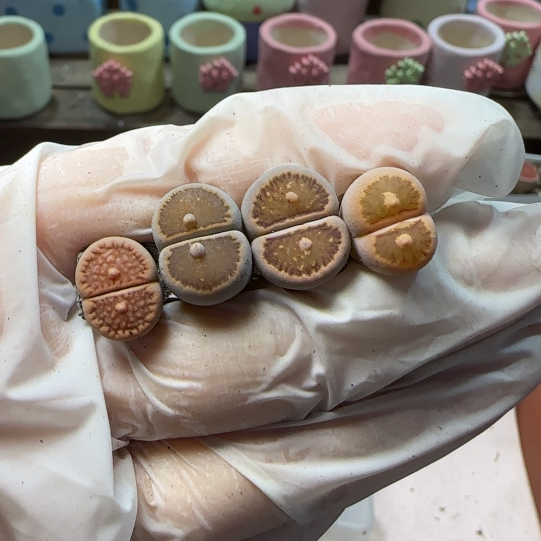 1。12。7016。小怪物。 上播福利。