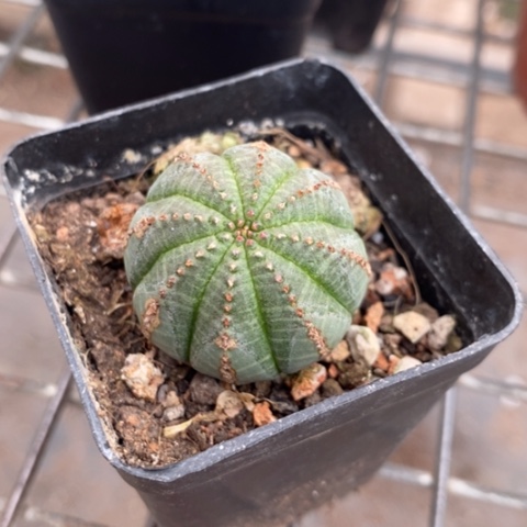 欧布小单头3仙人球