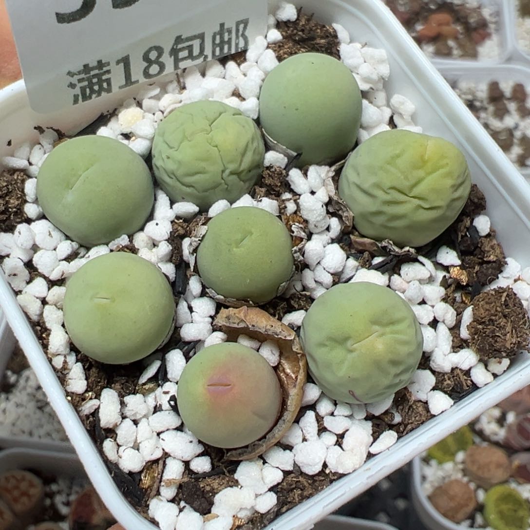 【闪购商品】394。    