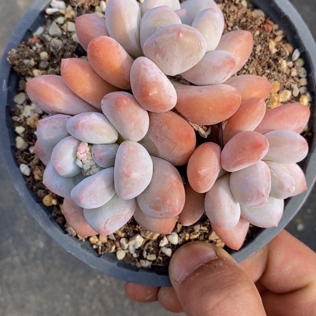 一物一拍精品多肉满38包邮-香水