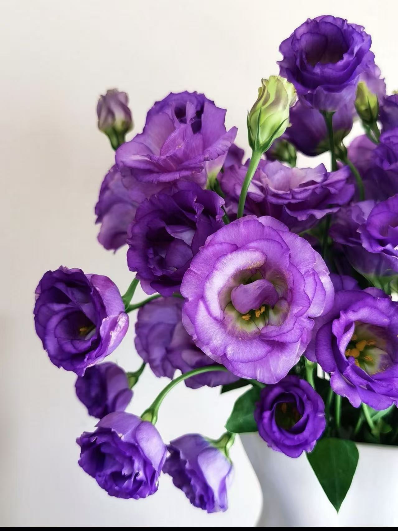 【洋桔梗紫色】一单也包邮 两单加品牌营养液5包  云南基地鲜花批发