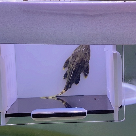 清道夫歌绿尺寸6.4厘米10号