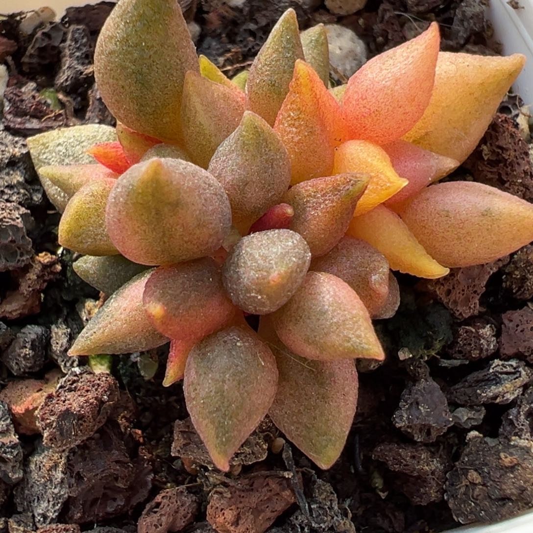 小辣椒多肉植物水泡