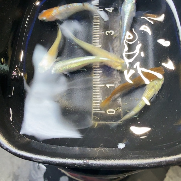 青鳉鱼68号拍品下播混搭