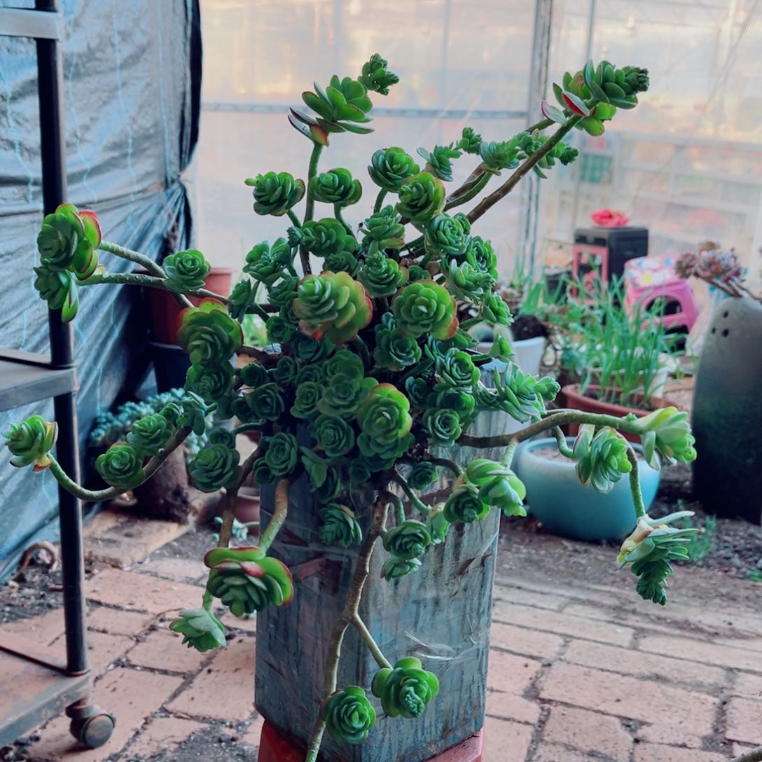 薄化妆一颗大群的