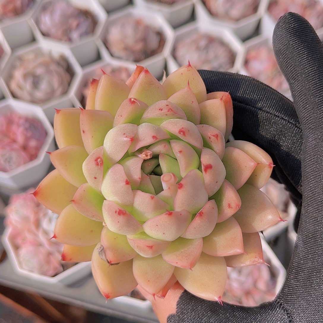 单头99999999999999