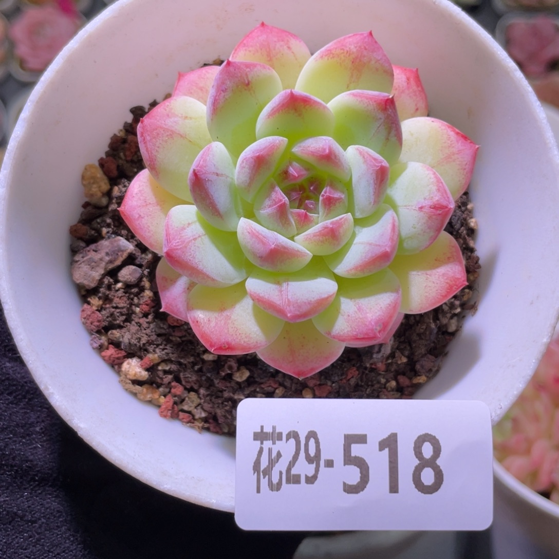 花利美29-518白桃汽水