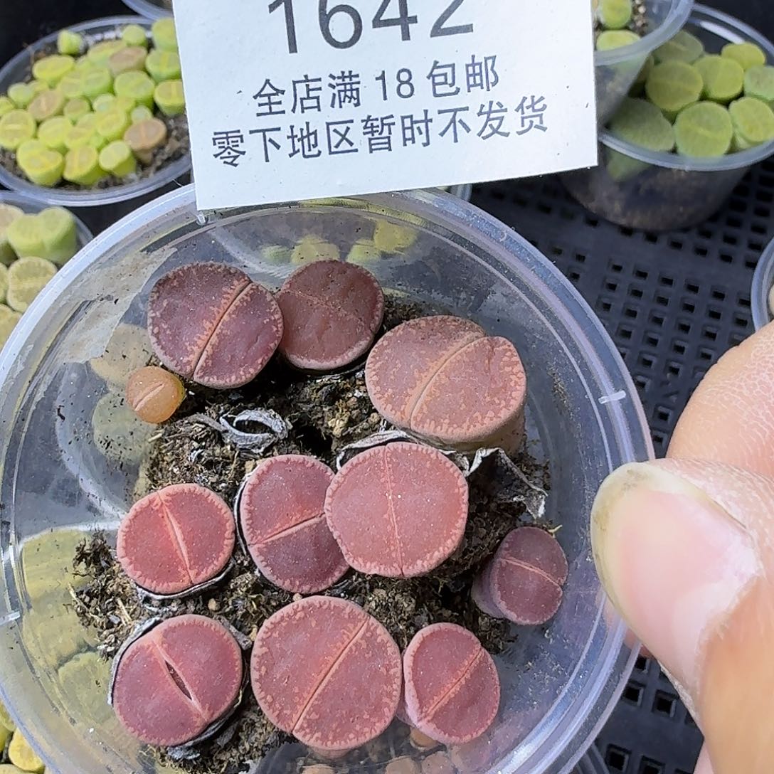 1642 开播福利哈哈哈哈哈