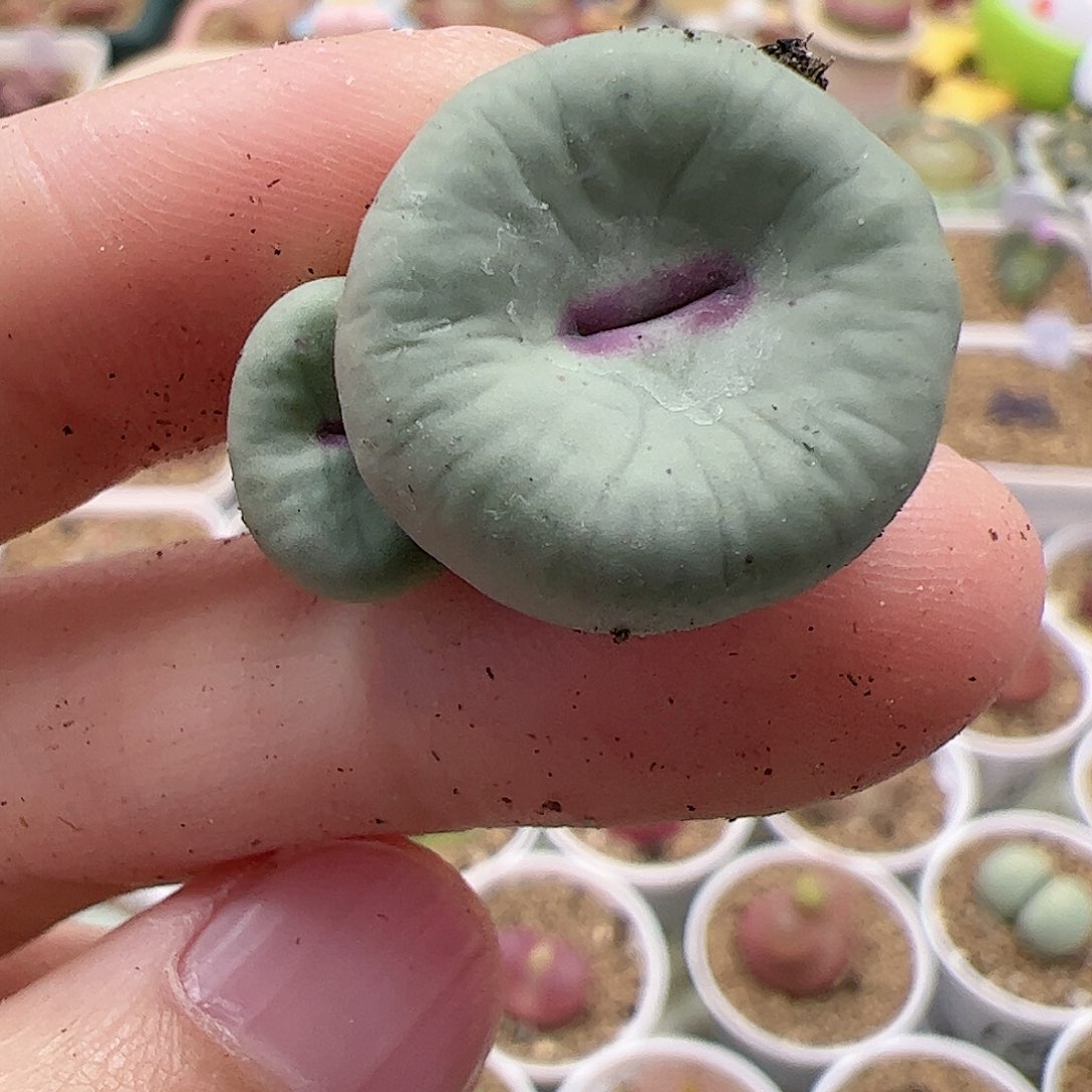 【闪购商品】41 开播福利