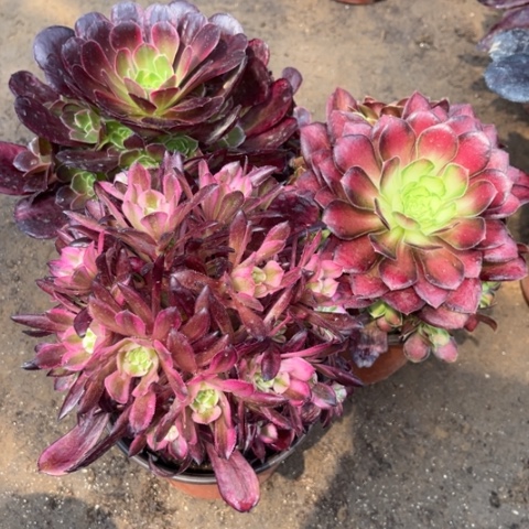 613多肉植物组合