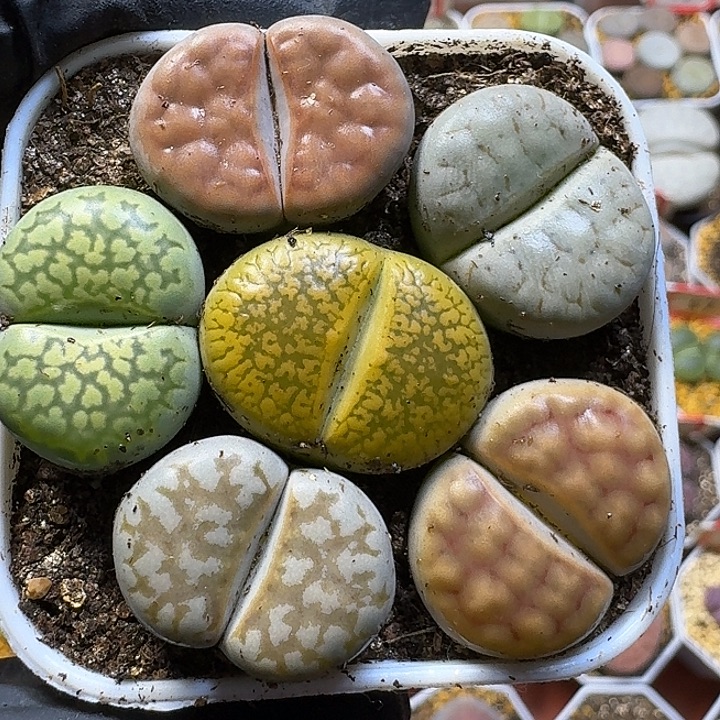 生石花111111。   115