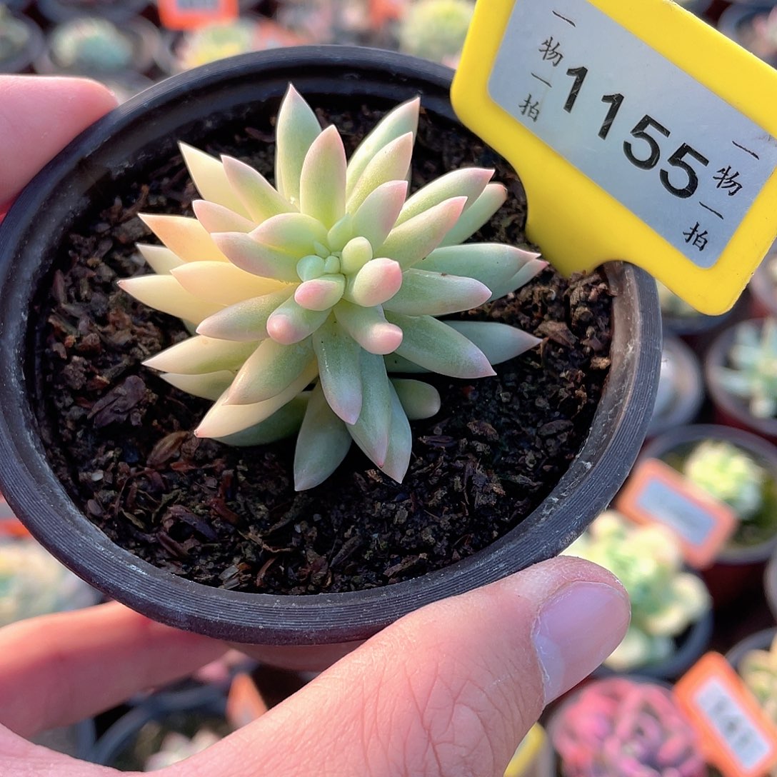 树冰锦1155号多肉