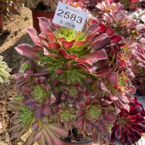 韶华多肉多肉2583