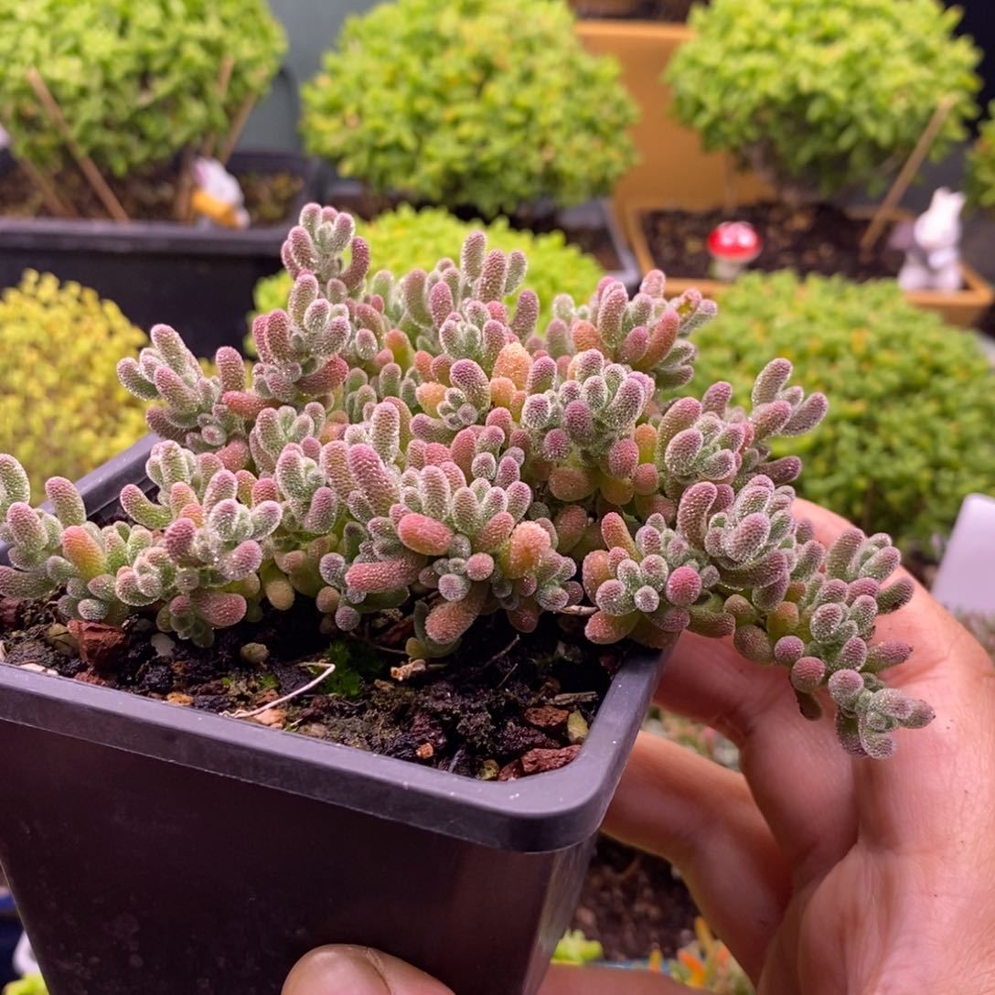 吃****卡64冰晶。        