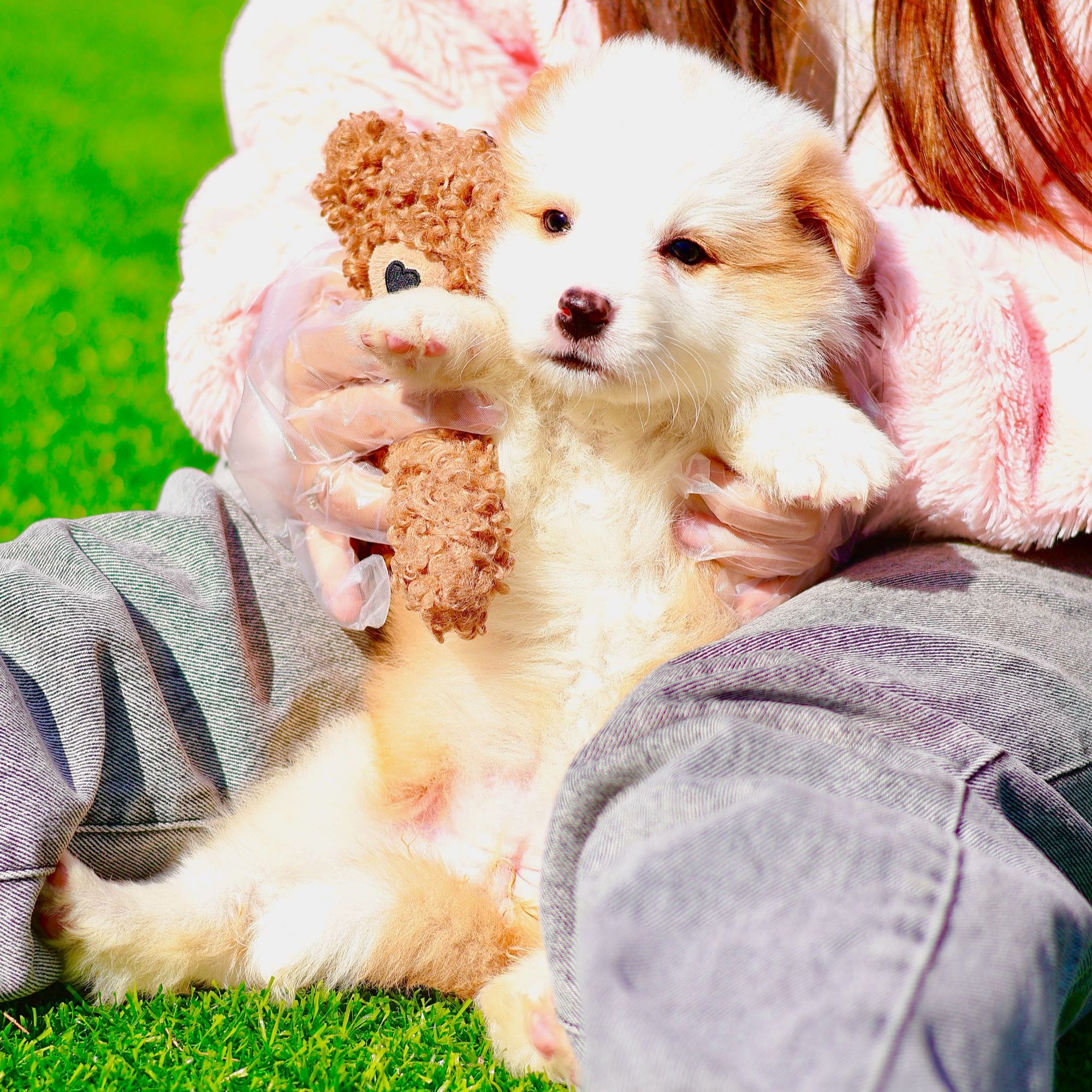 Dog Valley边牧犬舍 纯种边境牧羊犬 活体链接