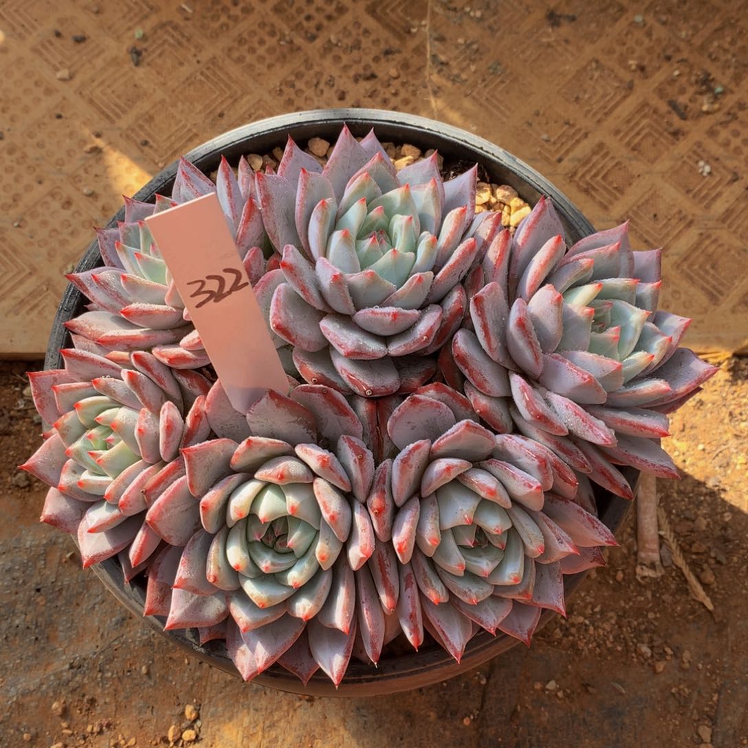 粉蓝鸟727272727278