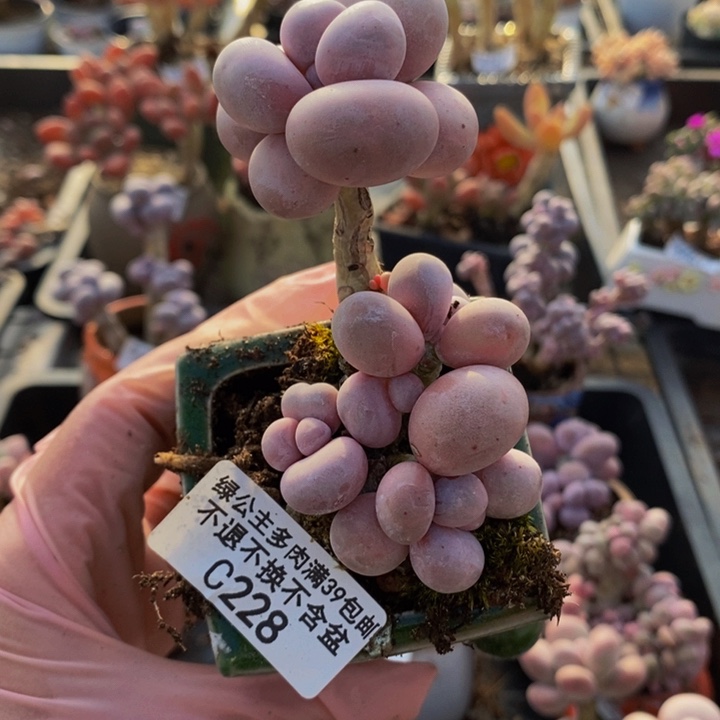 芭比奶洛6cm228多肉植物