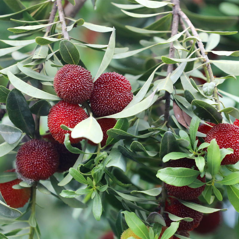 【预售】富阳大棚杨梅黑炭杨梅金奖杨梅 颗颗独立包装