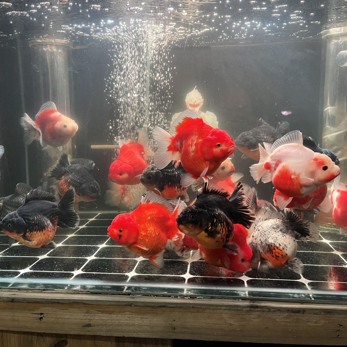 金鱼观赏鱼顶红兰寿花狮猫狮泰狮龙睛百褶鎏金冷水鱼好养耐活