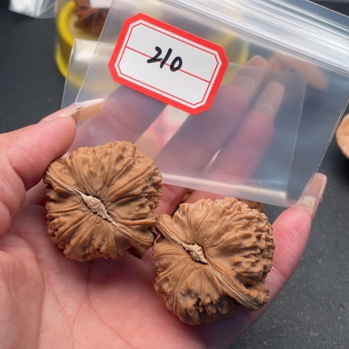 文玩核桃把件白狮子全品