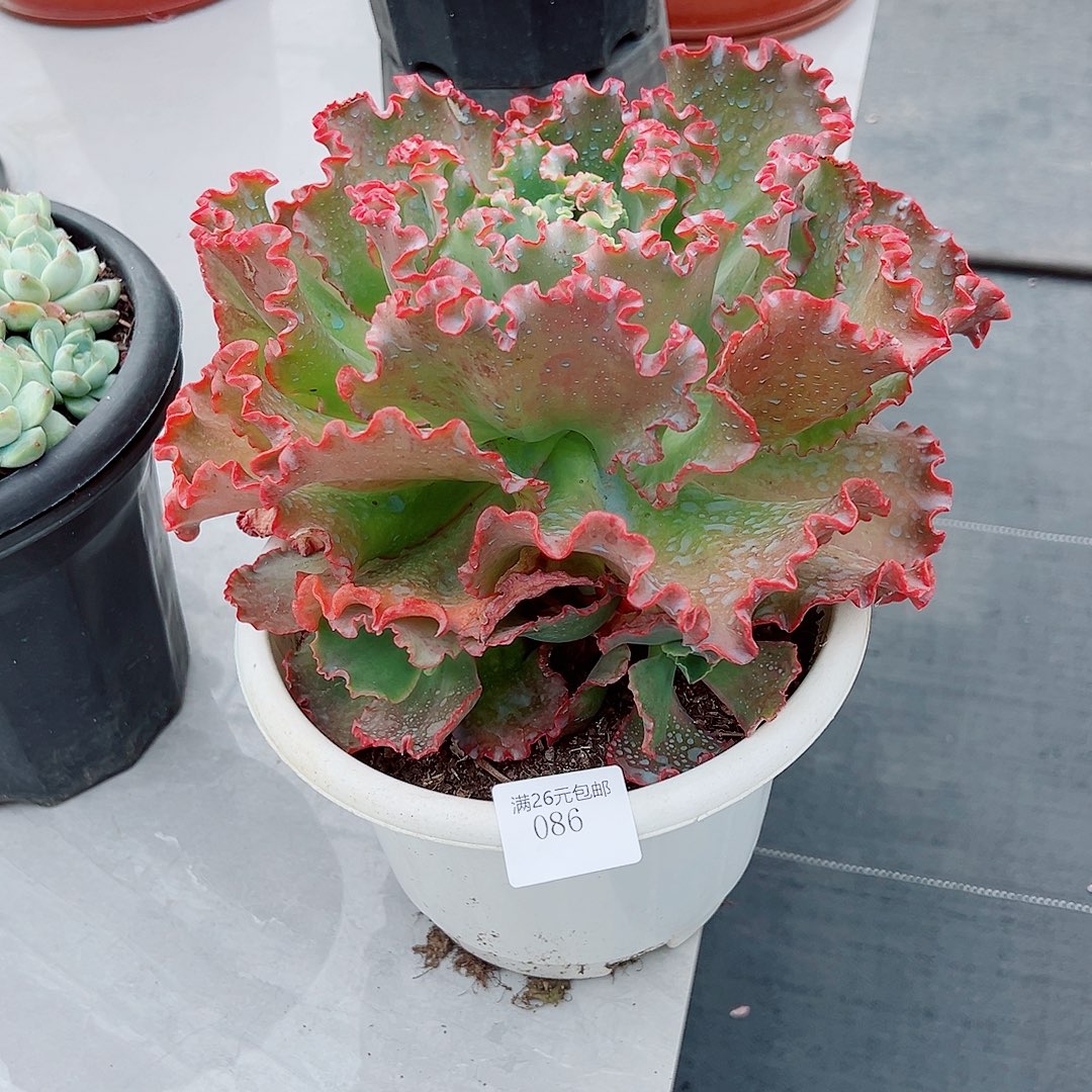 一***一086婚纱多肉植物多肉