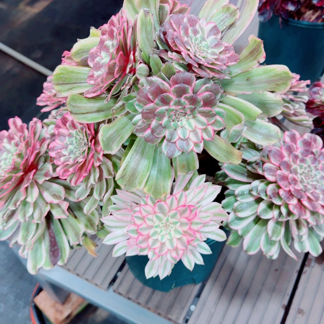 多肉植物发货发货