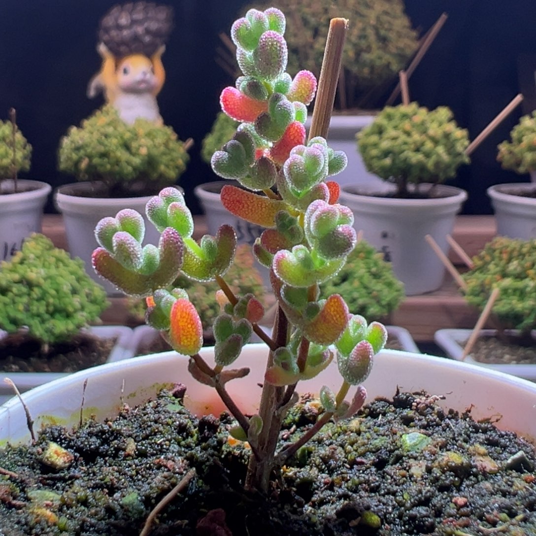 561莱斯糊斑锦一物一拍包开箱