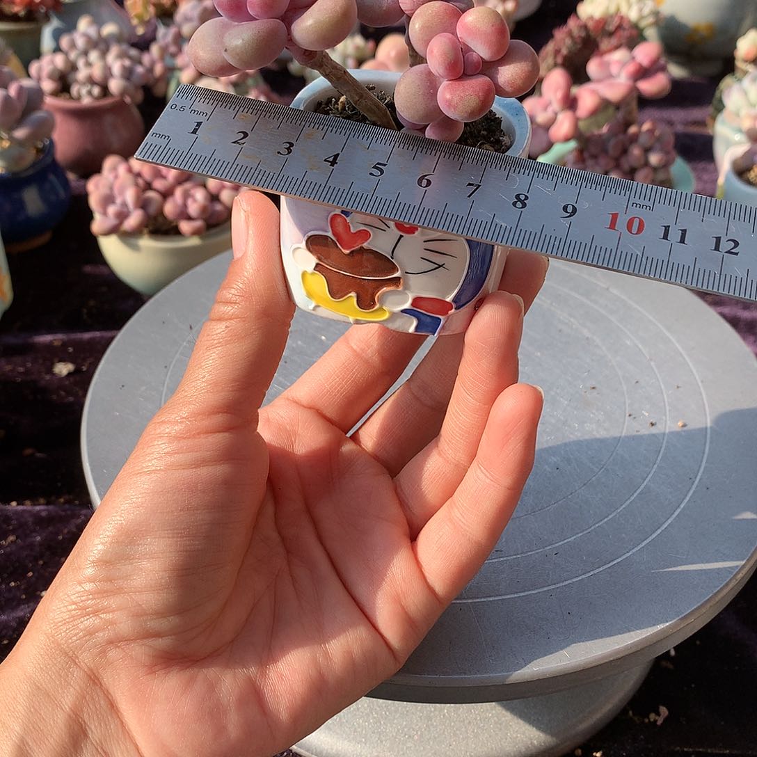 11号带盆偏远地区不包邮的