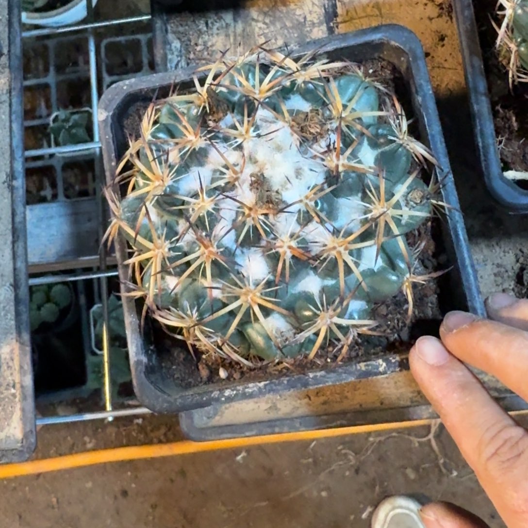 ಇ***轻可口可乐可口可乐