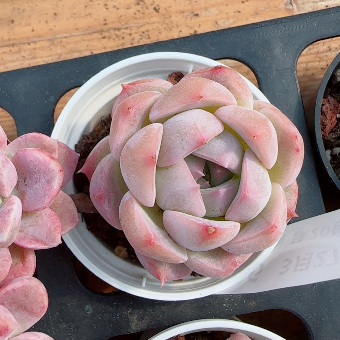 花语逸镜0327-366