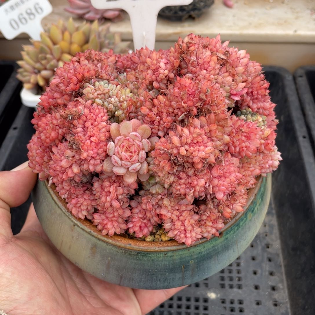 332白胖子缀不带盆13厘米