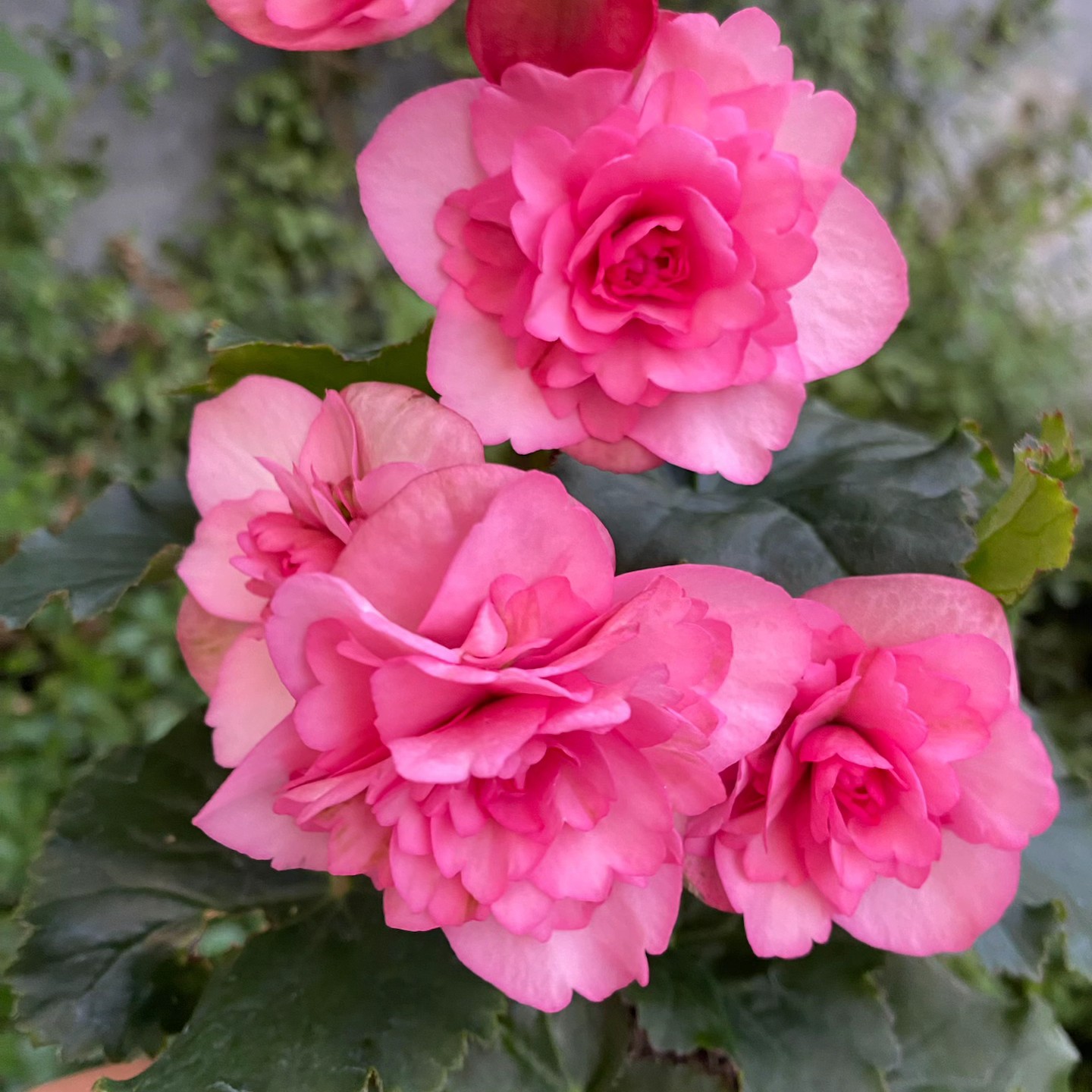 【飞翔粉】拍二发三 垂钓款 丽格海棠室内盆栽花卉