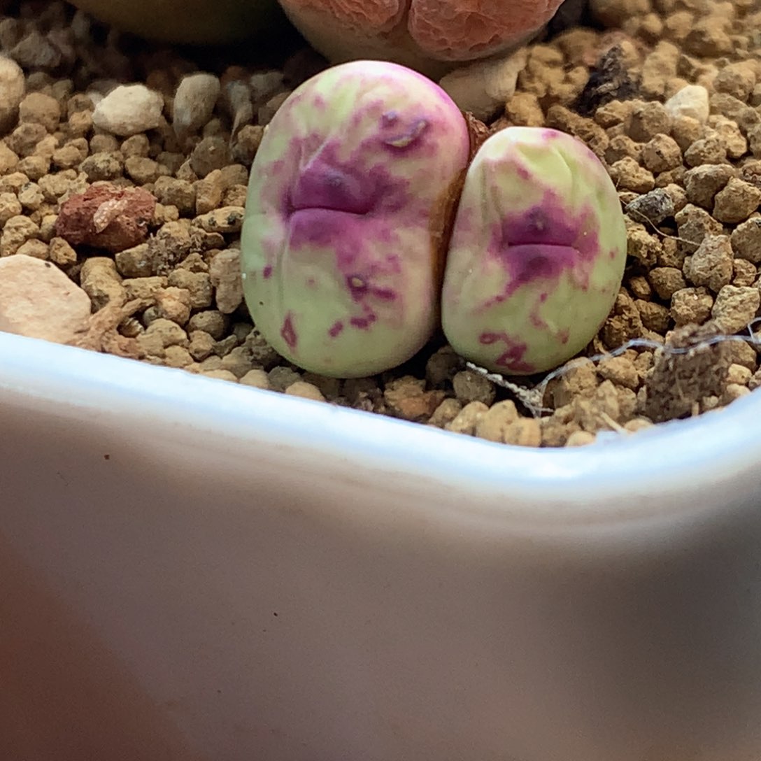 美嘴 美嘴 肉锥植物