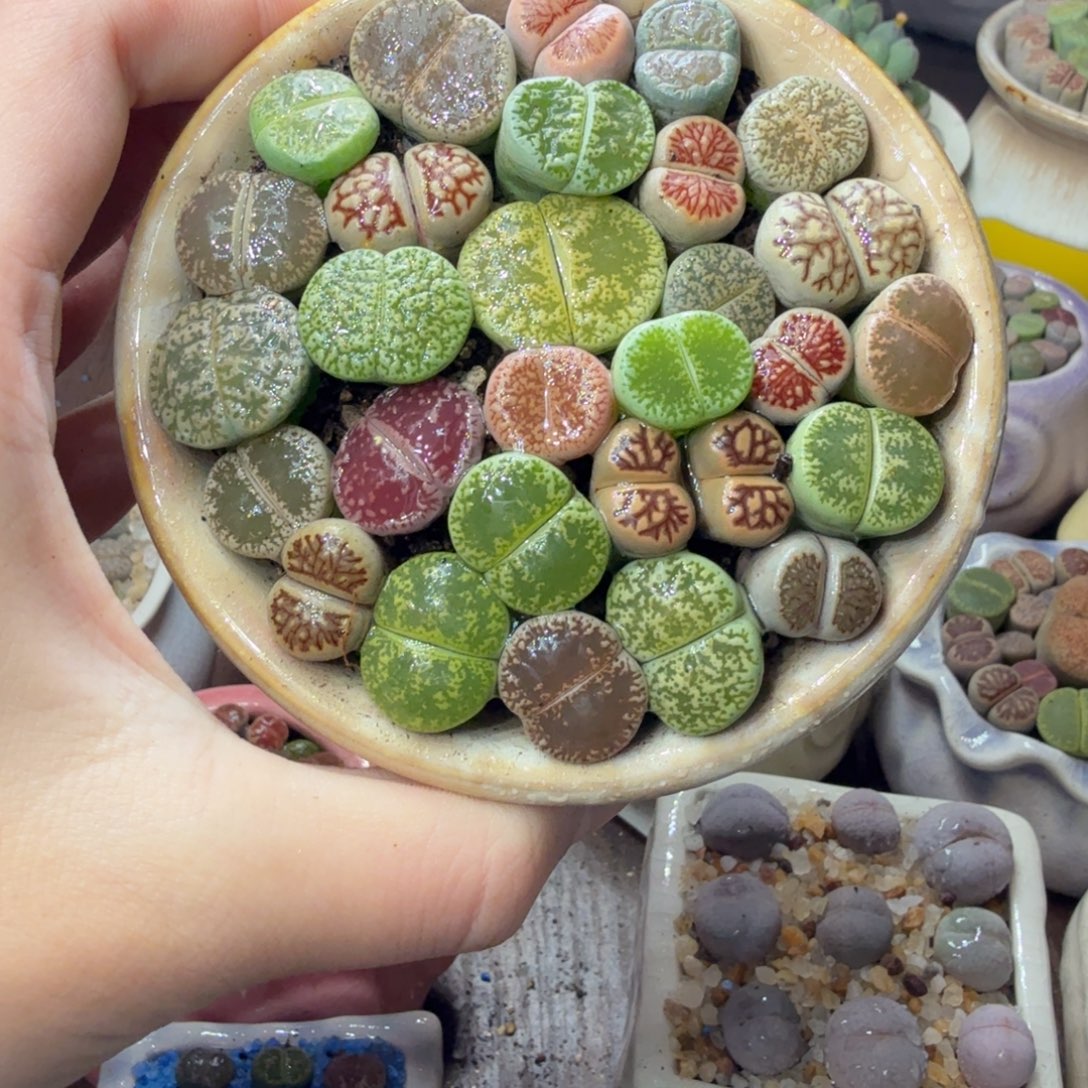 半****多肉葡萄干和水果茶都748