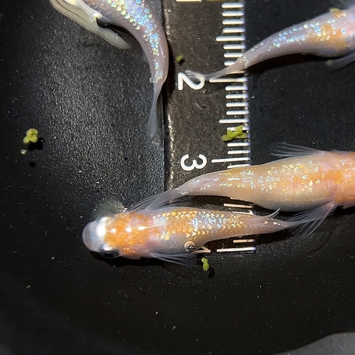 海水鱼王华一组04