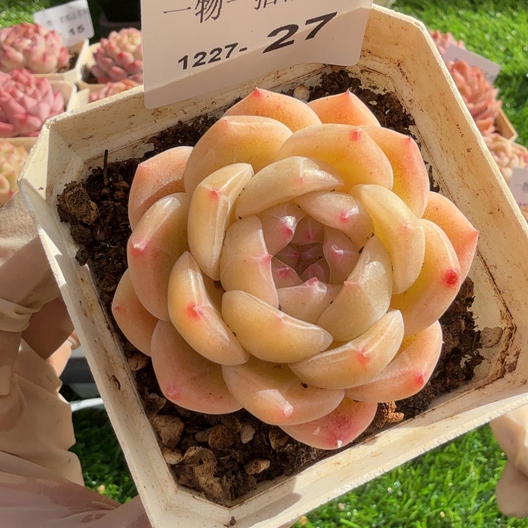 1227-27多肉一物一拍